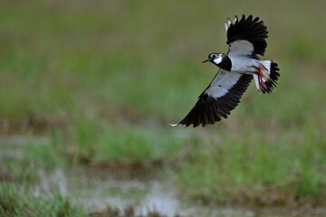 fliegender Kiebitz // flying Green plover, Northern lapwing (Vanellus vanellus) 