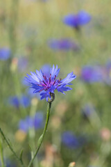 A blue cornflower blossom (Centaurea cyanus)