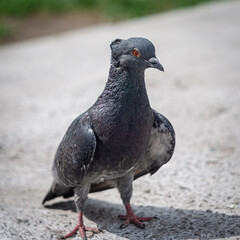 amazing wild birds close-up