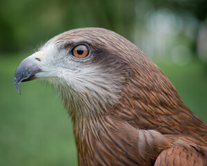 amazing wild birds close-up