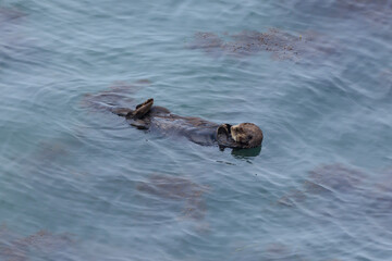 Fototapeta premium Sea otters inhabiting Cape Kiritappu