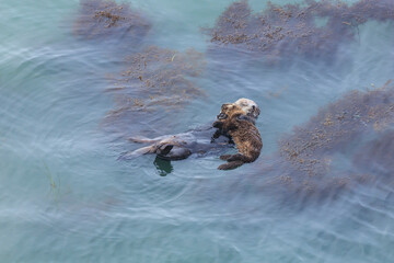 Sea otters inhabiting Cape Kiritappu