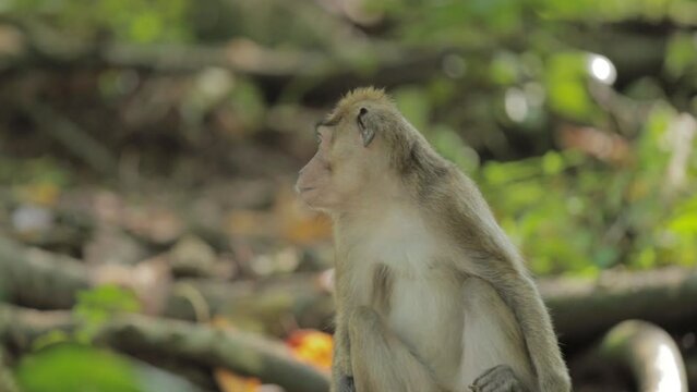 Wild Javanese Macaque Monkeys at Pangandaran Beach Nature Preserve