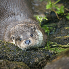 portrait of a european otter in a park 