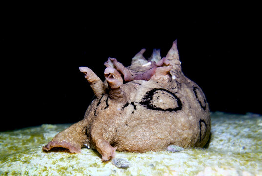 Spotted sea hare - Aplysia dactylomeda from Cyprus 