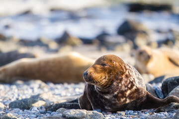Naklejka premium Kegelrobbe (Halichoerus grypus) am Strand von Helgoland
