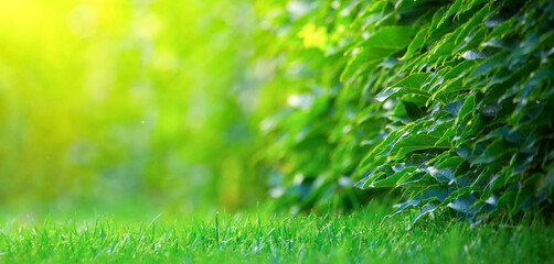 Wild grape leaves and lawn Nature background.
