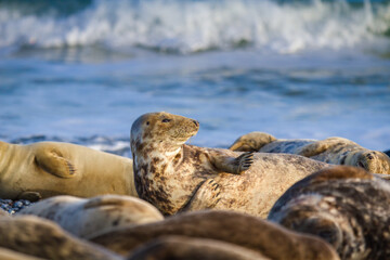 Kegelrobbe (Halichoerus grypus) am Strand von Helgoland