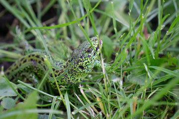 frog in the grass