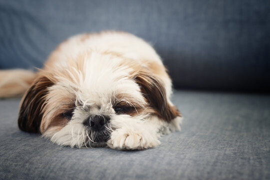 image of cute shi tzu dog sitting on the sofa. warm and cozy morning at home