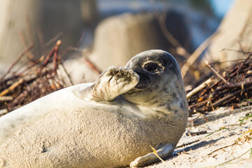 Junge Kegelrobbe (Halichoerus grypus) auf Helgoland