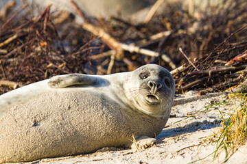 Junge Kegelrobbe (Halichoerus grypus) auf Helgoland