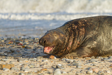 Männliche Kegelrobbe (Halichoerus grypus) auf Helgoland