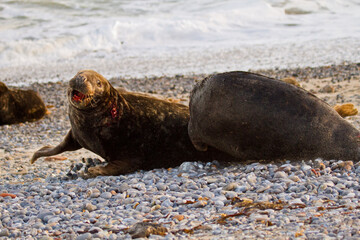 K&auml;mpfende Kegelrobbe (Halichoerus grypus) auf Helgoland