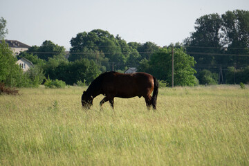 horses in the meadow