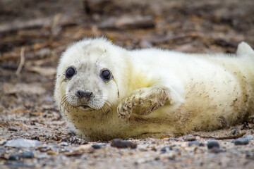 Junge Kegelrobbe (Halichoerus grypus), Robbenbaby © Jearu