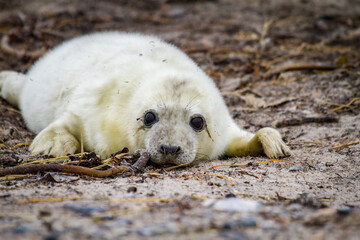 Junge Kegelrobbe (Halichoerus grypus), Robbenbaby © Jearu