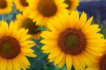 a bright yellow sunflower grows in the field background