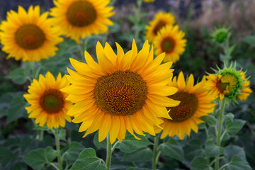 a bright yellow sunflower grows in the field background