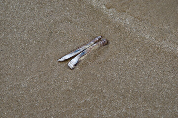 Coquillage vide sur une plage de Bretagne à marée basse