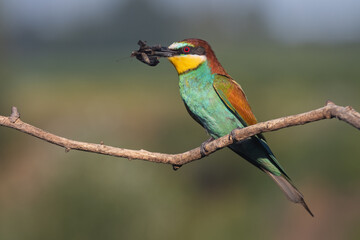 bee-eater with a butterfly in its beak