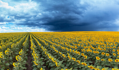 A field with blooming sunflowers at sunset.