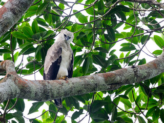  Harpy Eagle chick standing on tree branch against green leaves