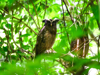 Crested Owl on tree branch against green leaves