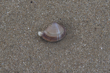 Mactre coralline (Mactra stultorum) sur une plage à marée basse en Bretagne