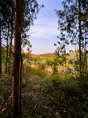 Fototapeta premium sunset in the forest