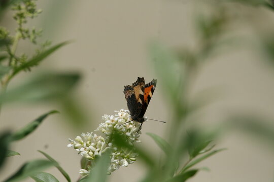 Orange butterfly sitting on white flower