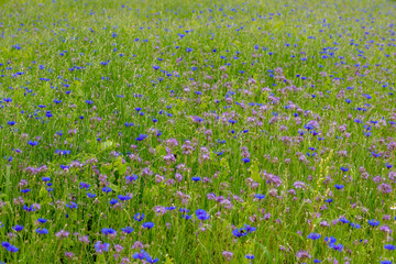 Fototapeta premium Selective focus of multicolored wildflowers between green grass meadow in spring, Phacelia tanacetifolia and blue Centaurea cyanus or cornflower, Blue tansy or purple tansy, Nature floral background.