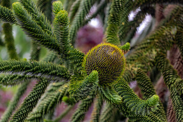 Selective focus of flower bud of Monkey puzzle on the tree, Araucaria araucana is an evergreen tree, The hardiest species in the conifer genus Araucaria, Nature floral background.