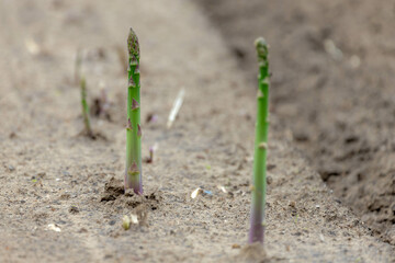 Selective focus of middle asparagus sprout coming out the ground, A perennial flowering plant species in the genus Asparagus, Its young shoots are used as a spring vegetable, Nature background.