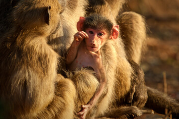Baby Baboon in the wild Africa