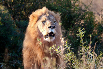 Lions in the wild Africa