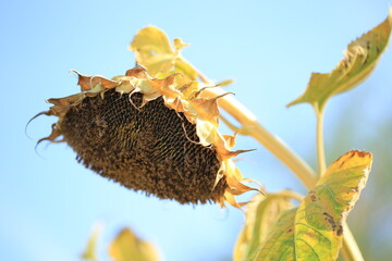 Ukrainian sunflower against a peaceful sky