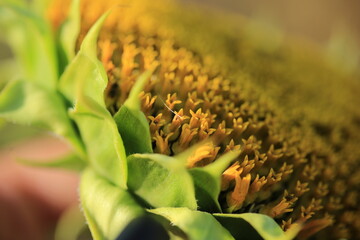 Ukrainian sunflower against a peaceful sky