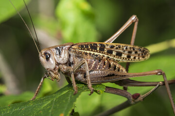 a large locust on a leaf - obrazy, fototapety, plakaty