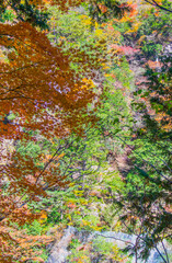みたらい渓谷（奈良県天川村）の紅葉