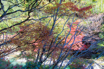 みたらい渓谷（奈良県天川村）の紅葉