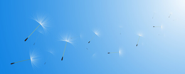 Vector illustration of dandelion time. White Beautiful realistic Dandelion seeds blowing in the wind. The wind inflates a dandelion isolated in editable blue sky background.