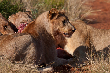 Lions feeding on carcass in wild