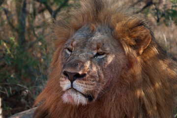 Naklejka na ściany i meble Lions in the wild Africa