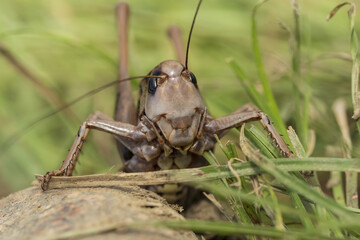 big locusts on the ground