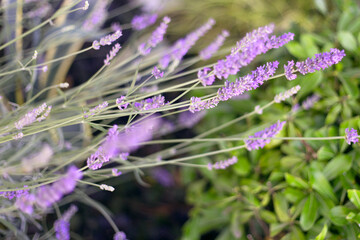 Small lavender flowers on blur green grass background.