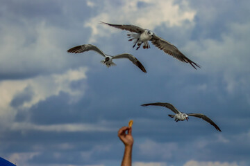 Seagulls in flight