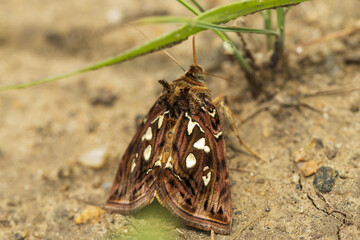 a butterfly sits on the ground