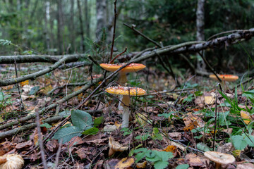 Red poisonous fly agaric in the forest. Close-up. Fly agaric red.