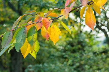 初秋（大阪府和泉市）の頃